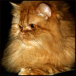 vassilisa